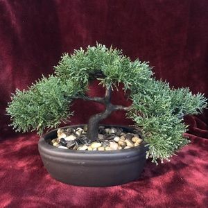 Bonsai Tree for home decor